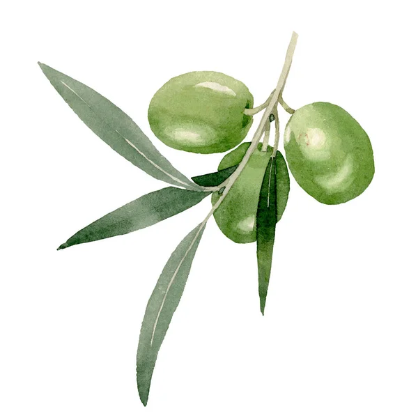 Olive ág, fekete és zöld gyümölcsök. Akvarell háttér illusztráció meg. Izolált olajbogyó illusztráció elem. — Stock Fotó