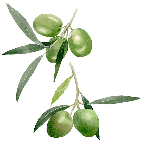 Olive branch with black and green fruit. Watercolor background illustration set. Isolated olives illustration element.