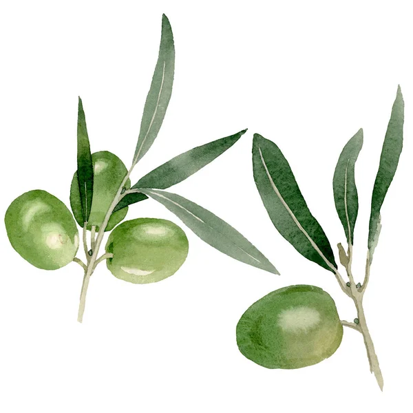 Olive branch with black and green fruit. Watercolor background illustration set. Isolated olives illustration element. — Stock Photo, Image