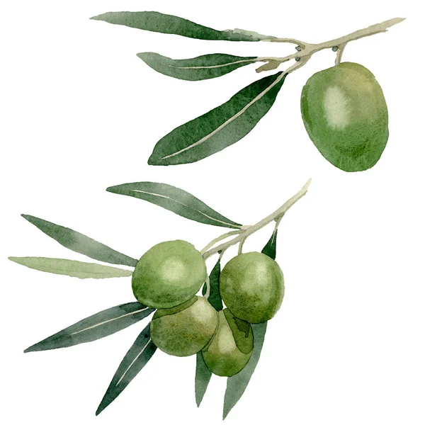 Olive branch with black and green fruit. Watercolor background illustration set. Isolated olives illustration element. — Stock Photo, Image