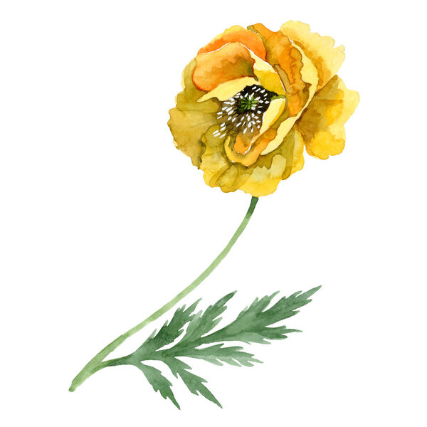 Желтый мак цветочные ботанические цветы. Набор акварельных фонов. Изолированный элемент иллюстрации маков
.