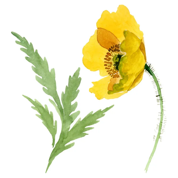 Gele Poppy Floral botanische bloemen. Aquarel achtergrond illustratie instellen. Geïsoleerde papavers illustratie element. — Stockfoto