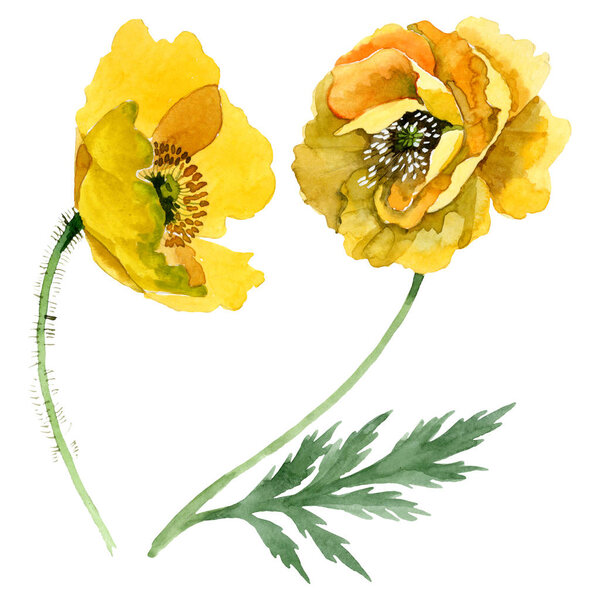Желтый мак цветочные ботанические цветы. Набор акварельных фонов. Изолированный элемент иллюстрации маков
.