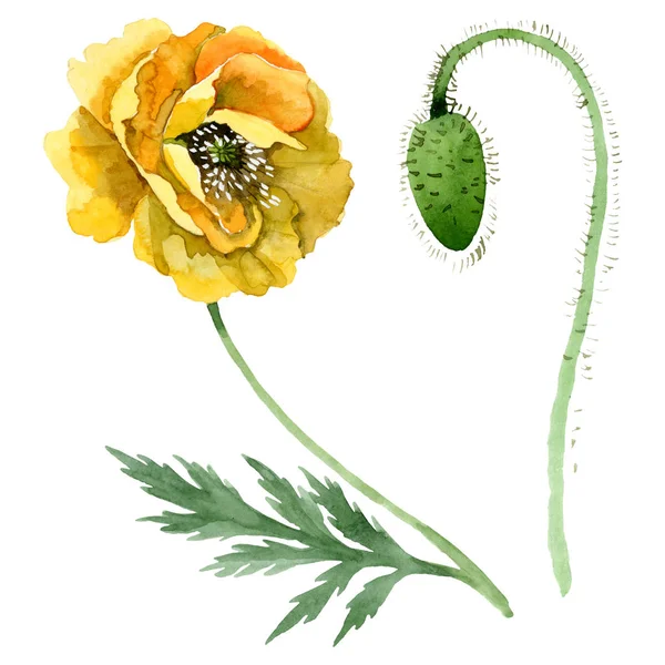 Flores botánicas florales de amapola amarilla. Conjunto de ilustración de fondo acuarela. Elemento de ilustración de amapolas aisladas . — Foto de Stock