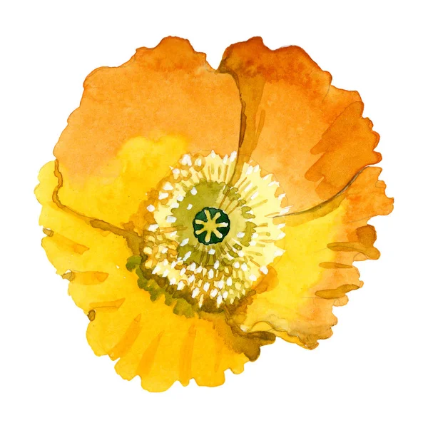 Fiori botanici floreali di papavero giallo. Acquerello sfondo illustrazione set. Elemento di illustrazione papaveri isolati . — Foto Stock