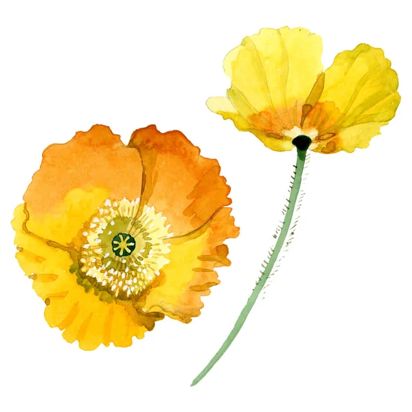 Flores botânicas florais de papoula amarela. Conjunto de ilustração de fundo aquarela. Isolado papoilas ilustração elemento . — Fotografia de Stock
