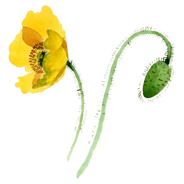 Yellow poppy floral botanical flowers. Watercolor background illustration set. Isolated poppies illustration element. — Stock Photo, Image