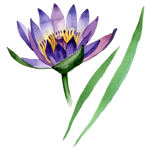 蓝莲花植物花。水彩背景插图集。隔离的十隆博插图元件. — 图库照片