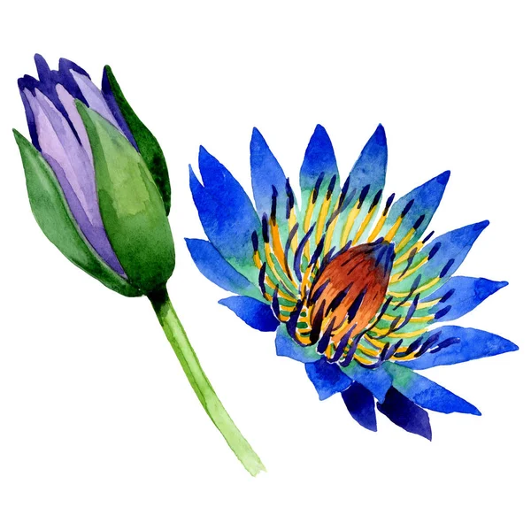 Fiori botanici floreali di loto blu. Acquerello sfondo illustrazione set. Elemento di illustrazione nelumbo isolato . — Foto Stock