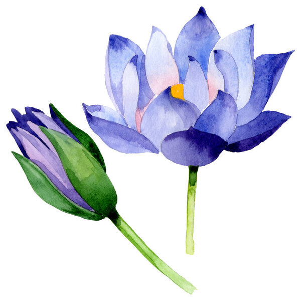 Blue lotus floral botanical flowers. Watercolor background illustration set. Isolated nelumbo illustration element.