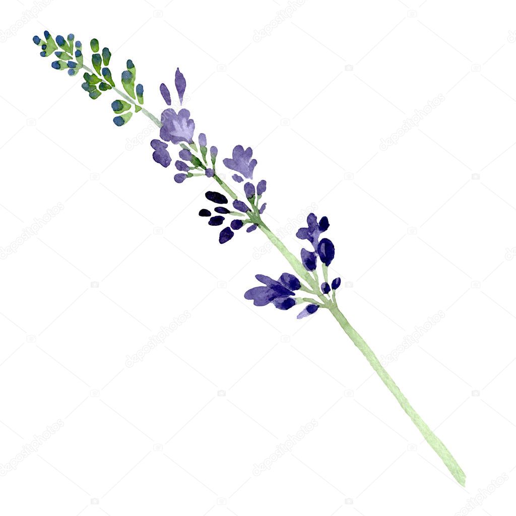 Violet lavender floral botanical flower. Watercolor background illustration set. Isolated lavender illustration element.