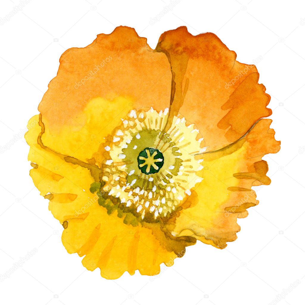 Yellow poppy floral botanical flowers. Watercolor background illustration set. Isolated poppies illustration element.