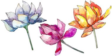Lotus çiçek botanik çiçekler. arka plan illüstrasyon seti. İzole nelumbo illüstrasyon elemanı.
