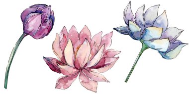 Lotus çiçek botanik çiçekler. arka plan illüstrasyon seti. İzole nelumbo illüstrasyon elemanı.