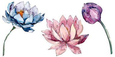 Lotus çiçek botanik çiçekler. arka plan illüstrasyon seti. İzole nelumbo illüstrasyon elemanı.