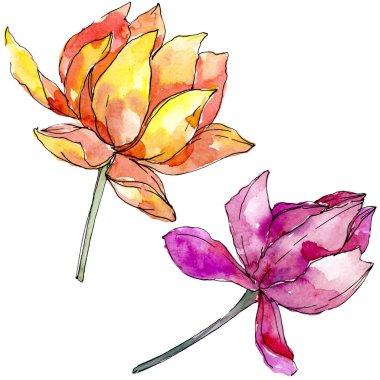 Lotus çiçek botanik çiçekler. arka plan illüstrasyon seti. İzole nelumbo illüstrasyon elemanı.