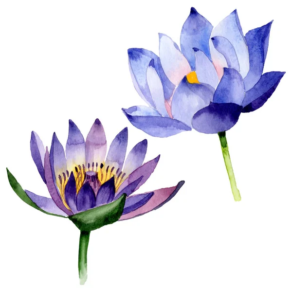 Flores botánicas de loto azul. Conjunto de ilustración de fondo acuarela. Elemento de ilustración nelumbo aislado . — Foto de Stock