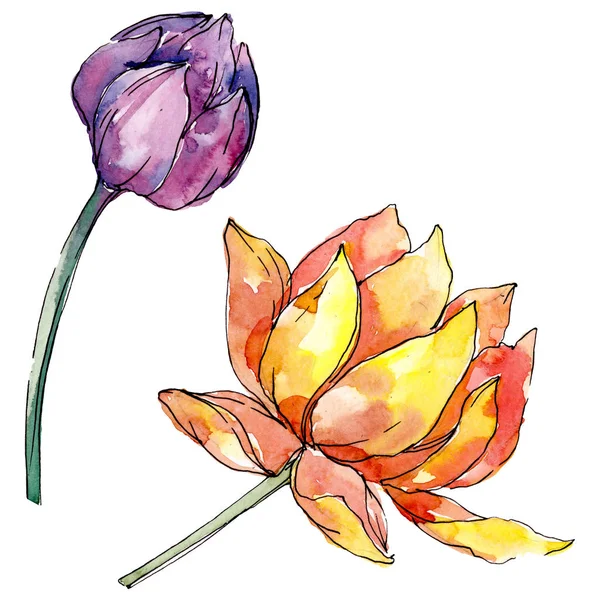 Lotus floral botanical flowers. background illustration set. Isolated nelumbo illustration element.