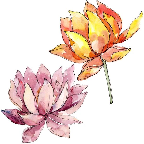 Lotus çiçek botanik çiçekler. arka plan illüstrasyon seti. İzole nelumbo illüstrasyon elemanı. — Stok fotoğraf