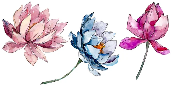Αγριολούλουδα λουλουδιών Lotus. Σύνολο απεικόνισης φόντου. Μεμονωμένο στοιχείο απεικόνισης Nelumbo. — Φωτογραφία Αρχείου