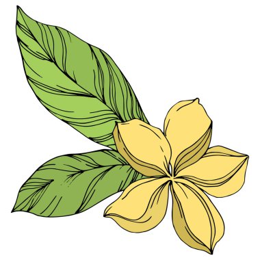 Palmiye plaj ağacı orman botanik bırakır. Siyah ve yeşil oyulmuş mürekkep sanatı. Yalıtılmış yaprak illüstrasyon elemanı.