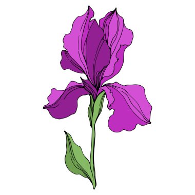 Vektör Irises çiçek botanik çiçekler. Mor ve yeşil oyma mürekkep sanatı. Yalıtılmış irises illüstrasyon elemanı.