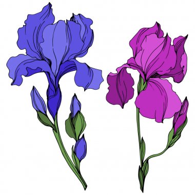 Vektör Irises çiçek botanik çiçekler. Mavi ve mor oyma mürekkep sanatı. Yalıtılmış irises illüstrasyon elemanı.