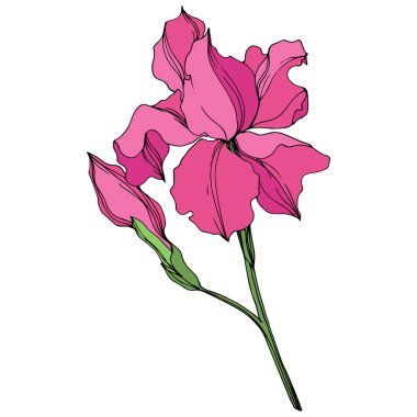 Vektör Irises çiçek botanik çiçekler. Pembe ve yeşil oyma mürekkep sanatı. Yalıtılmış irises illüstrasyon elemanı.