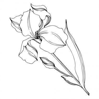 Vektör Irises çiçek botanik çiçekler. Siyah ve beyaz oyulmuş mürekkep sanatı. Yalıtılmış irises illüstrasyon elemanı.