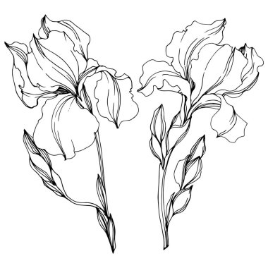 Vektör Irises çiçek botanik çiçekler. Siyah ve beyaz oyulmuş mürekkep sanatı. Yalıtılmış irises illüstrasyon elemanı.