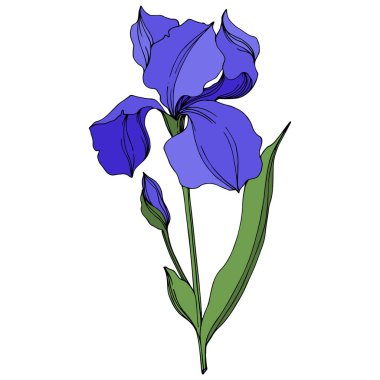 Vector Irises floral botanical flowers. Blue and green engraved ink art. Isolated irises illustration element. clipart