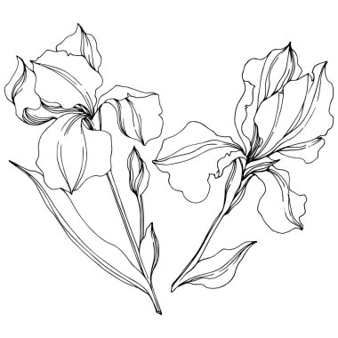 Vektör Irises çiçek botanik çiçekler. Siyah ve beyaz oyulmuş mürekkep sanatı. Yalıtılmış irises illüstrasyon elemanı.