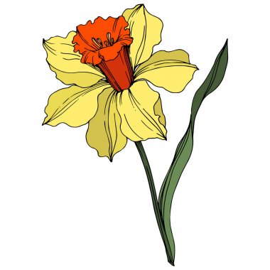 Vektör Narcissus çiçek botanik çiçek. Sarı ve yeşil oyulmuş mürekkep sanatı. İzole narcissus illüstrasyon elemanı.