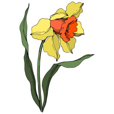 Vektör Narcissus çiçek botanik çiçek. Sarı ve yeşil oyulmuş mürekkep sanatı. İzole narcissus illüstrasyon elemanı.