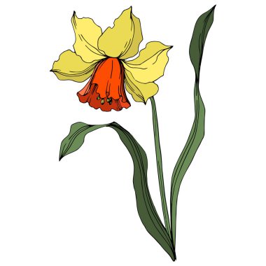 Vektör Narcissus çiçek botanik çiçek. Sarı ve yeşil oyulmuş mürekkep sanatı. İzole narcissus illüstrasyon elemanı.