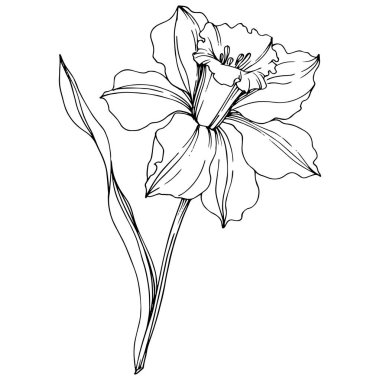 Vektör Narcissus çiçek botanik çiçek. Siyah ve beyaz oyulmuş mürekkep sanatı. İzole narcissus illüstrasyon elemanı.
