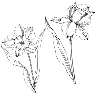 Vektör Narcissus çiçek botanik çiçek. Siyah ve beyaz oyulmuş mürekkep sanatı. İzole narcissus illüstrasyon elemanı.