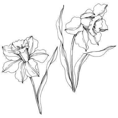 Vektör Narcissus çiçek botanik çiçek. Siyah ve beyaz oyulmuş mürekkep sanatı. İzole narcissus illüstrasyon elemanı.