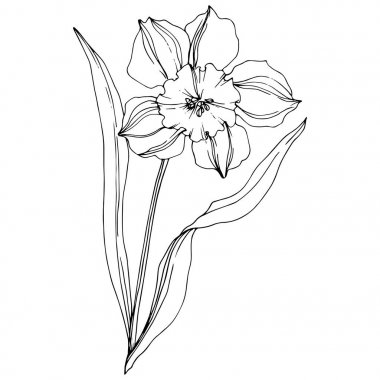 Vektör Narcissus çiçek botanik çiçek. Siyah ve beyaz oyulmuş mürekkep sanatı. İzole narcissus illüstrasyon elemanı.