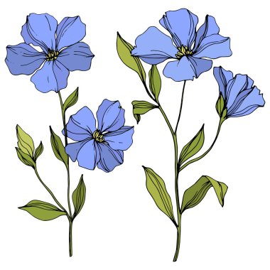 Vector Flax floral botanical flowers. Blue and green engraved ink art. Isolated flax illustration element. clipart