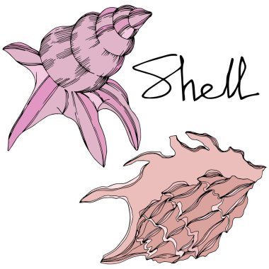 Vector Summer beach seashell tropical elements. Black and white engraved ink art. Isolated shell illustration element. clipart