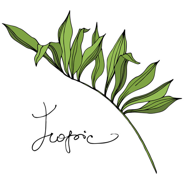 Palm beach tree leaves jungle botanical. Black and green engraved ink art. Isolated leaf illustration element. — Stock Vector