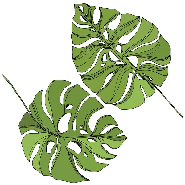 Palmera deja la selva botánica. Tinta grabada en negro y verde. Elemento de ilustración de hojas aisladas . — Vector de stock