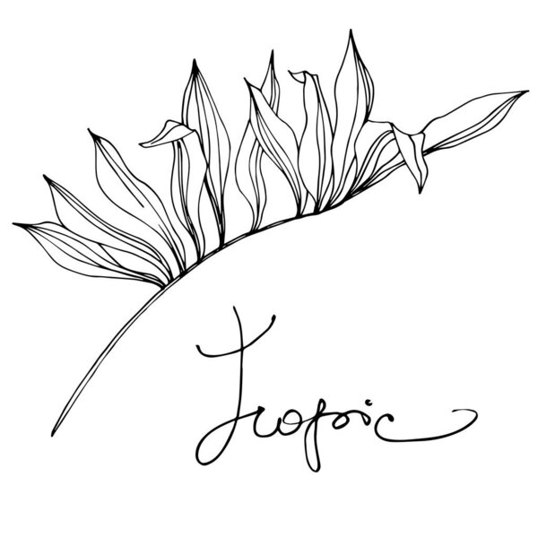 Пальма-Бич дерево листья джунглей ботанический суккулент. Черно-белый рисунок чернил. Изолированный элемент иллюстрации листьев
.