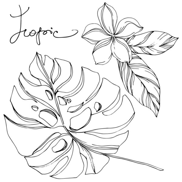 Пальма-Бич дерево листья джунглей ботанический суккулент. Черно-белый рисунок чернил. Изолированный элемент иллюстрации листьев
.