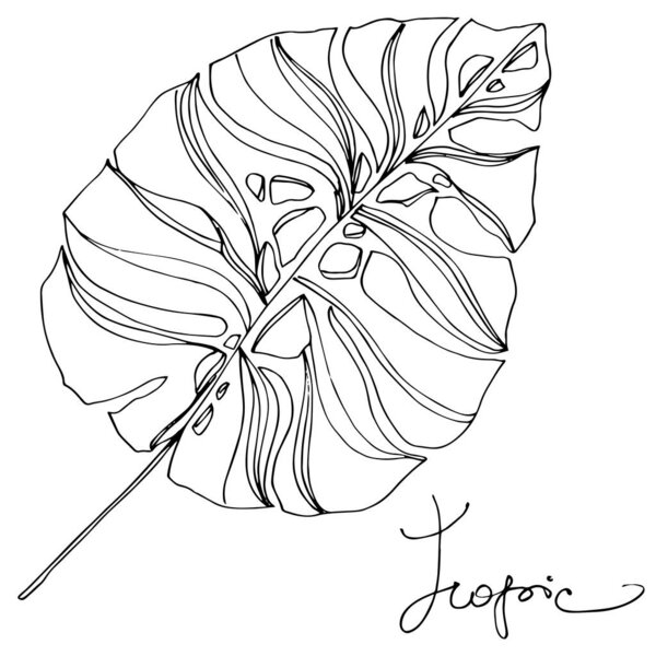 Пальма-Бич дерево листья джунглей ботанический суккулент. Черно-белый рисунок чернил. Изолированный элемент иллюстрации листьев
.