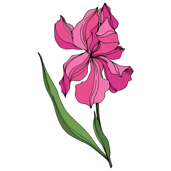 Vettore Iris fiori botanici floreali. Inchiostro inciso rosa e verde art. Elemento di illustrazione delle iridi isolate . — Vettoriale Stock