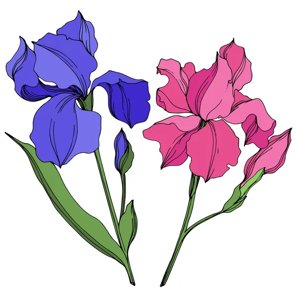 Vektör Irises çiçek botanik çiçekler. Mavi ve pembe oyma mürekkep sanatı. Yalıtılmış irises illüstrasyon elemanı. — Stok Vektör