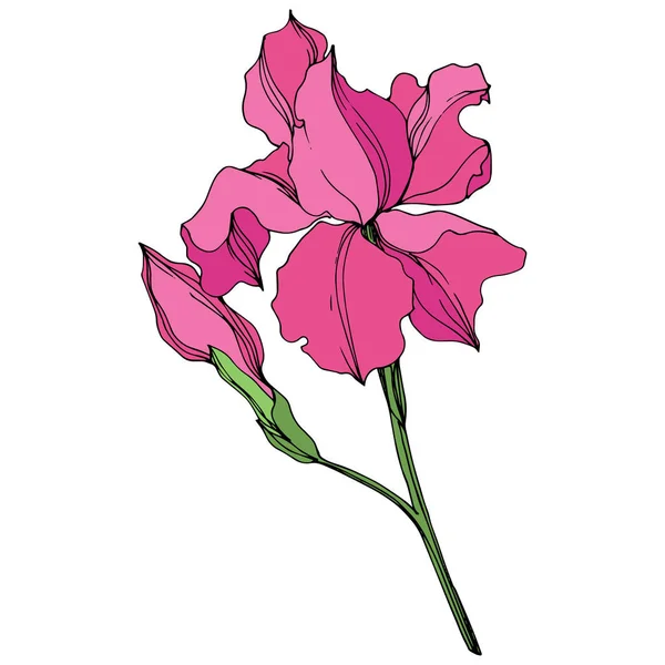 Векторні Іриси квіткові ботанічні квіти. Рожеве та зелене гравірування чорнила. Ізольовані іриси елемент ілюстрації . — стоковий вектор