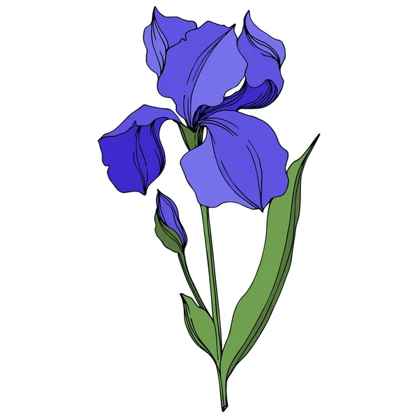矢量虹膜花卉植物花。蓝色和绿色雕刻油墨艺术。隔离的虹膜插图元件. — 图库矢量图片